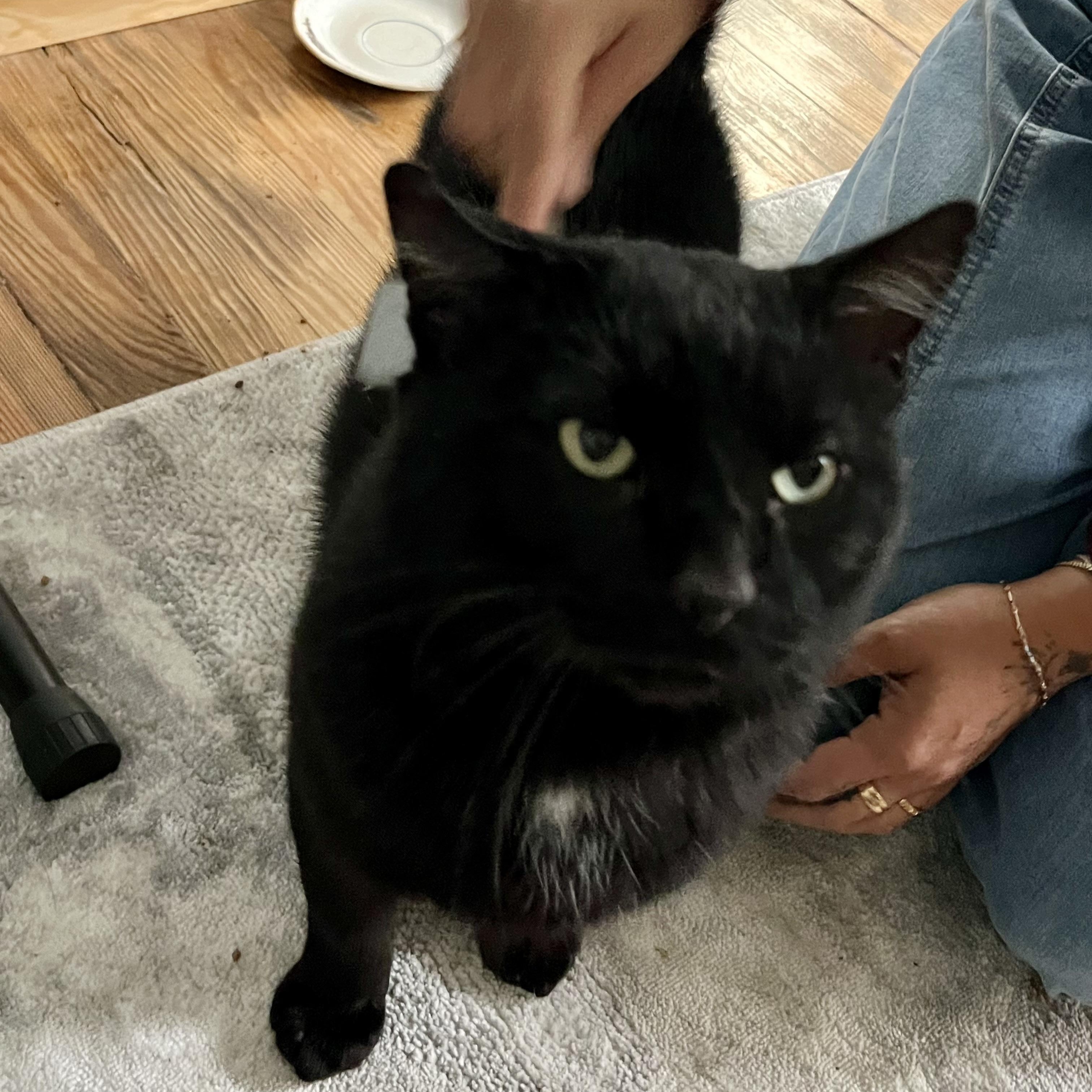 Enlarge Carlton, a Adoptable Domestic Short Hair in Buffalo, NY image 2/3