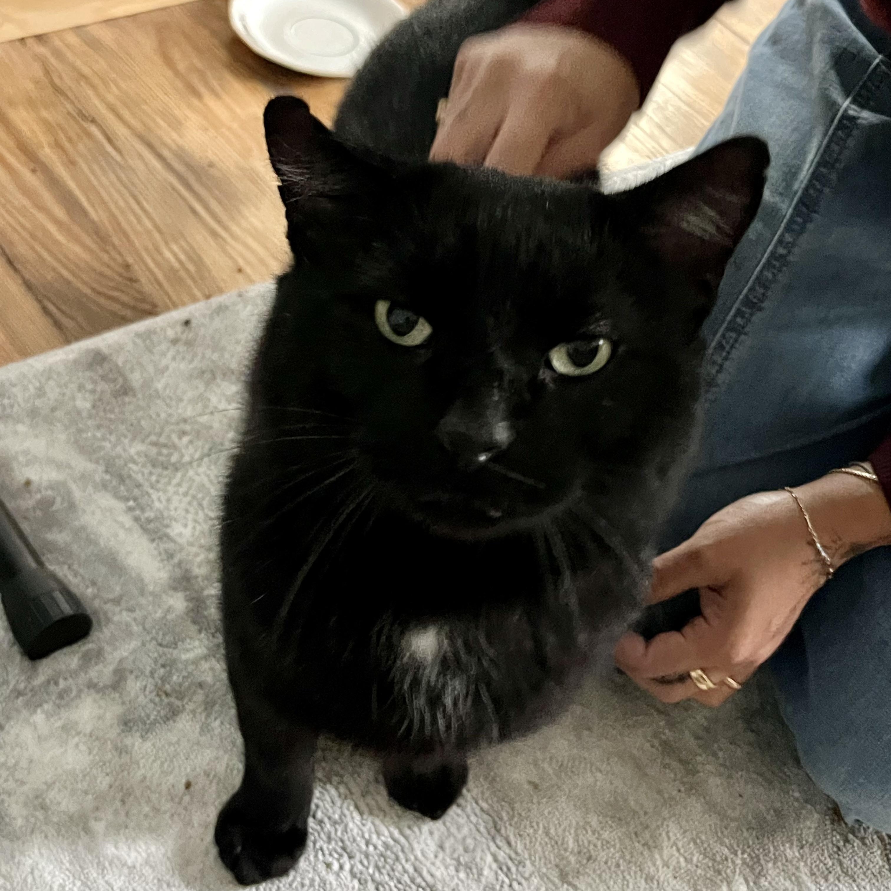 Enlarge Carlton, a Adoptable Domestic Short Hair in Buffalo, NY image 1/3