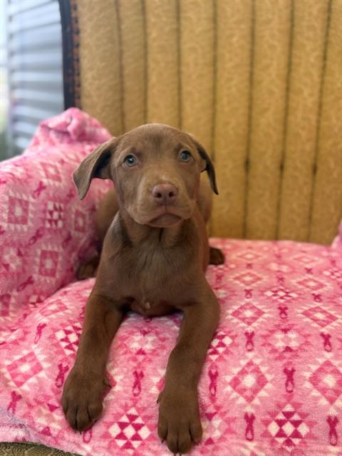 BEA, Adoptable, Puppy Female Labrador Retriever & Mixed Breed.