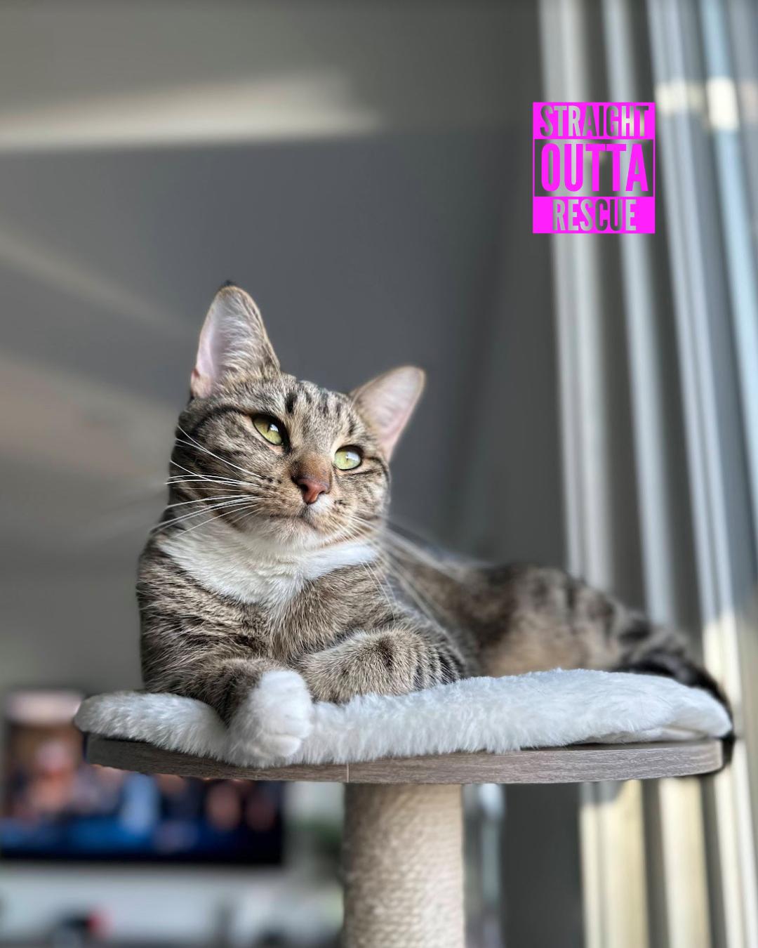 Jammies - New Bio and Photos*, Adoptable, Young Male Tabby.