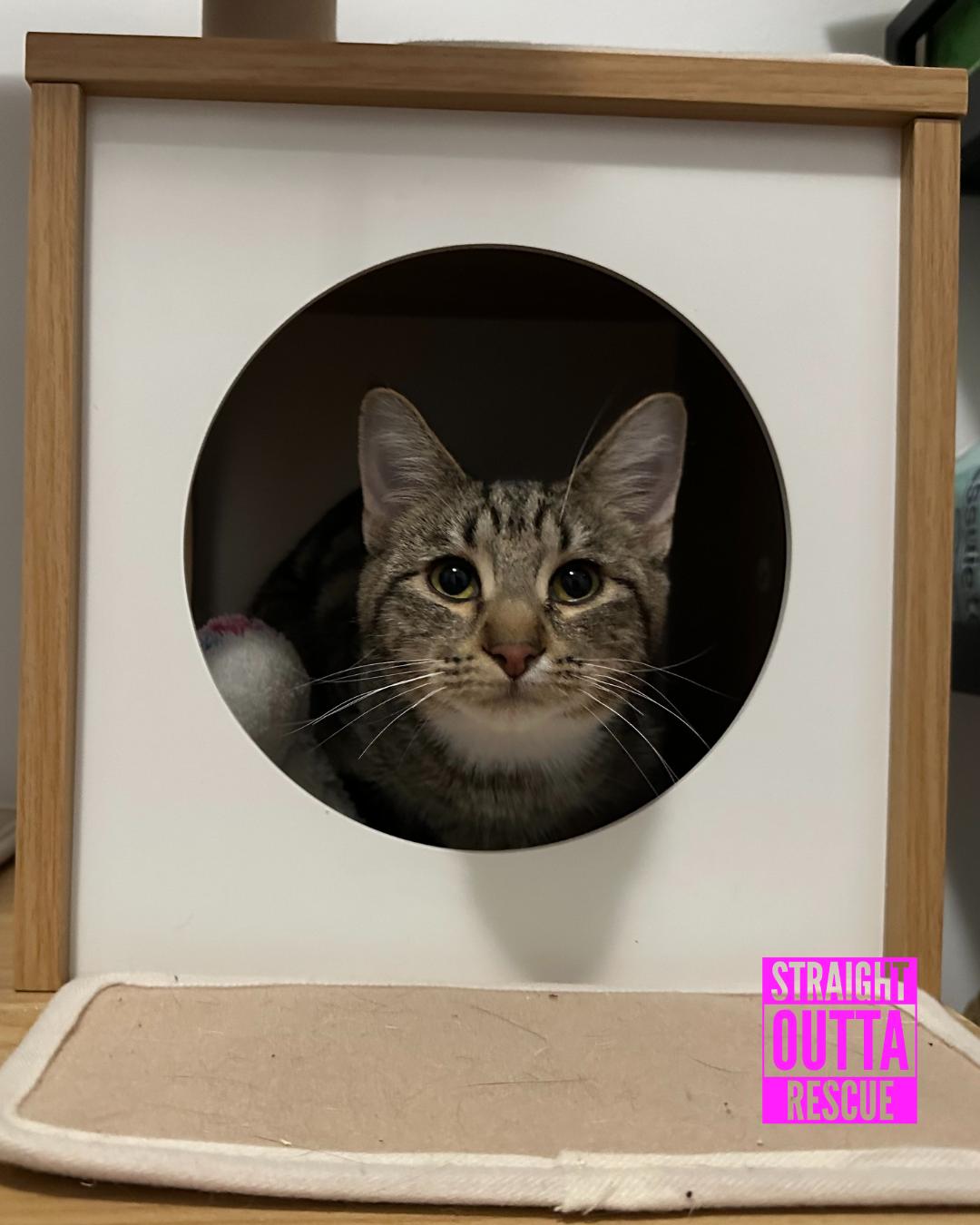 Jammies - New Bio and Photos*, an adoptable Tabby in Vancouver, BC, V6K 1P8 | Photo Image 5