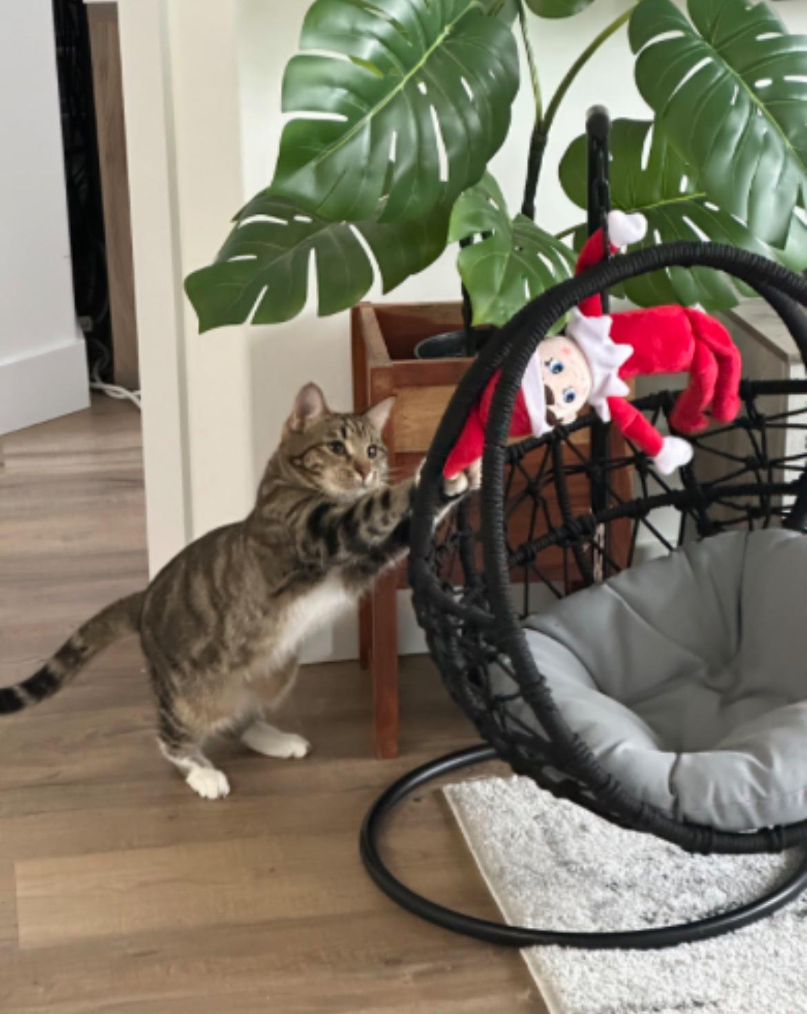 Enlarge Jammies - New Bio and Photos*, a Adoptable Tabby in Vancouver, BC image 2/6