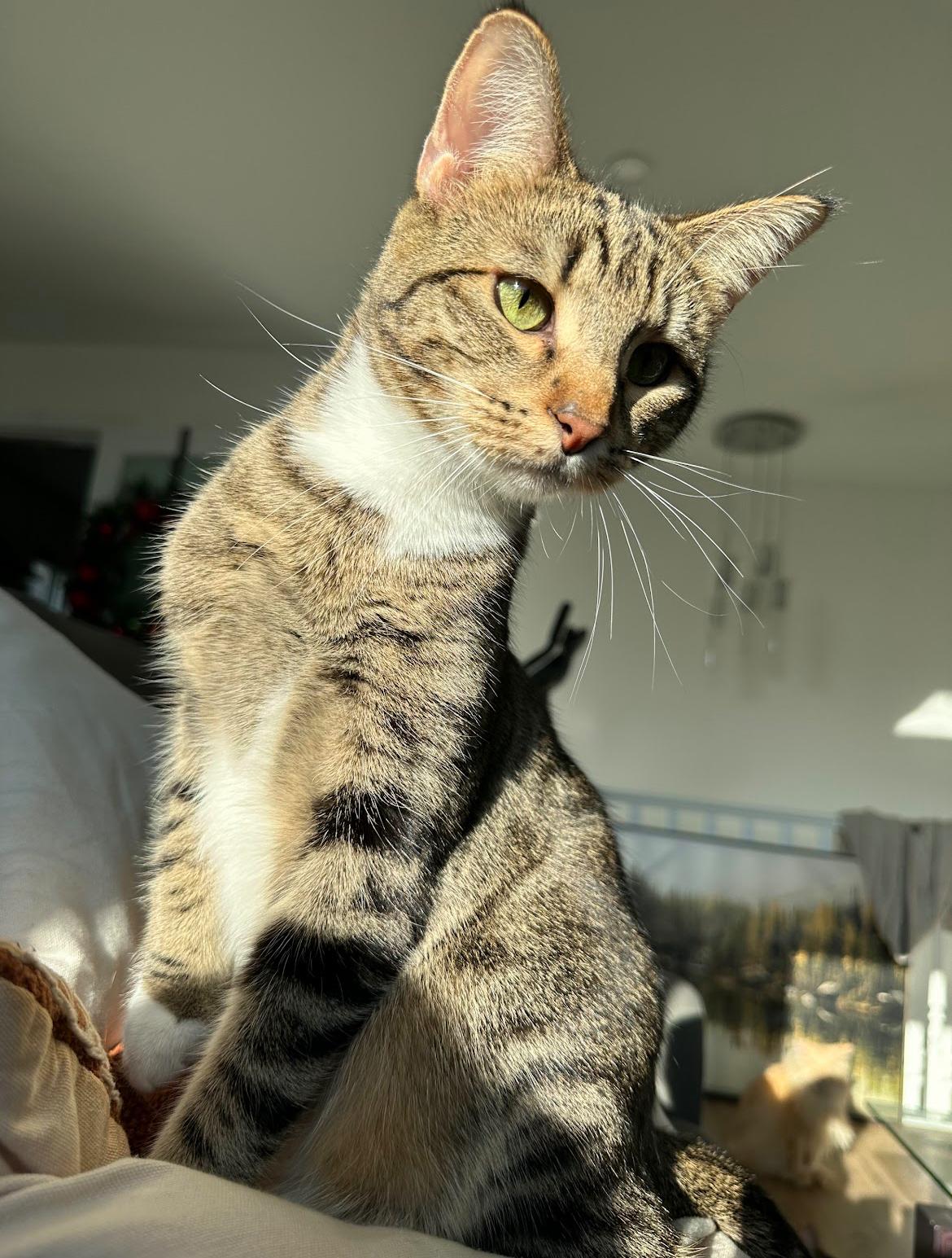 Enlarge Jammies - New Bio and Photos*, a Adoptable Tabby in Vancouver, BC image 3/6