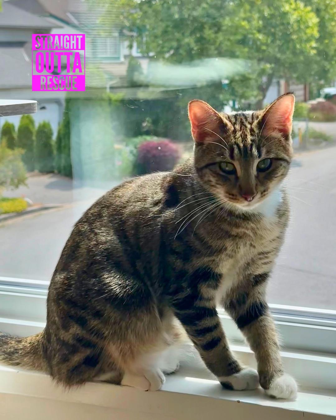 Jammies - New Bio and Photos*, an adoptable Tabby in Vancouver, BC, V6K 1P8 | Photo Image 1