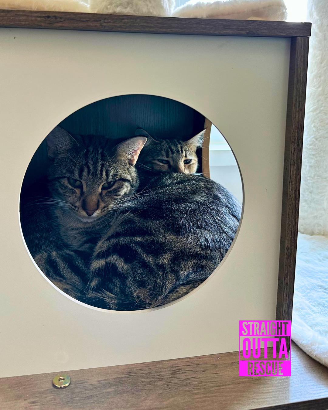 Jammies - New Bio and Photos*, an adoptable Tabby in Vancouver, BC, V6K 1P8 | Photo Image 5