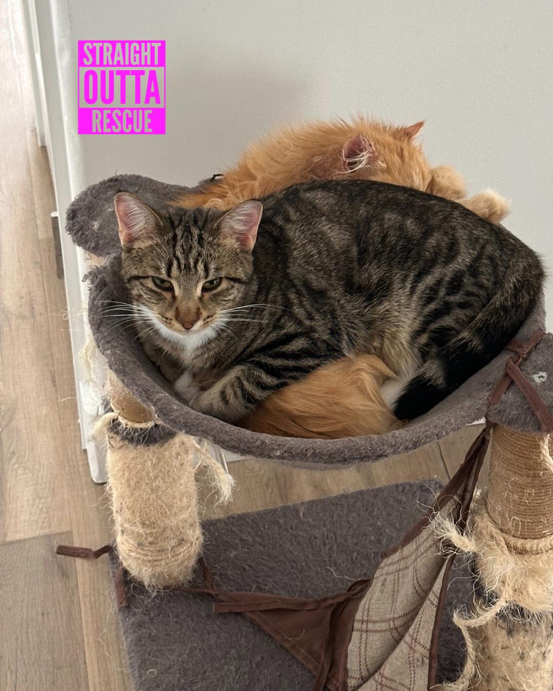 Jammies - New Bio and Photos*, an adoptable Tabby in Vancouver, BC, V6K 1P8 | Photo Image 2