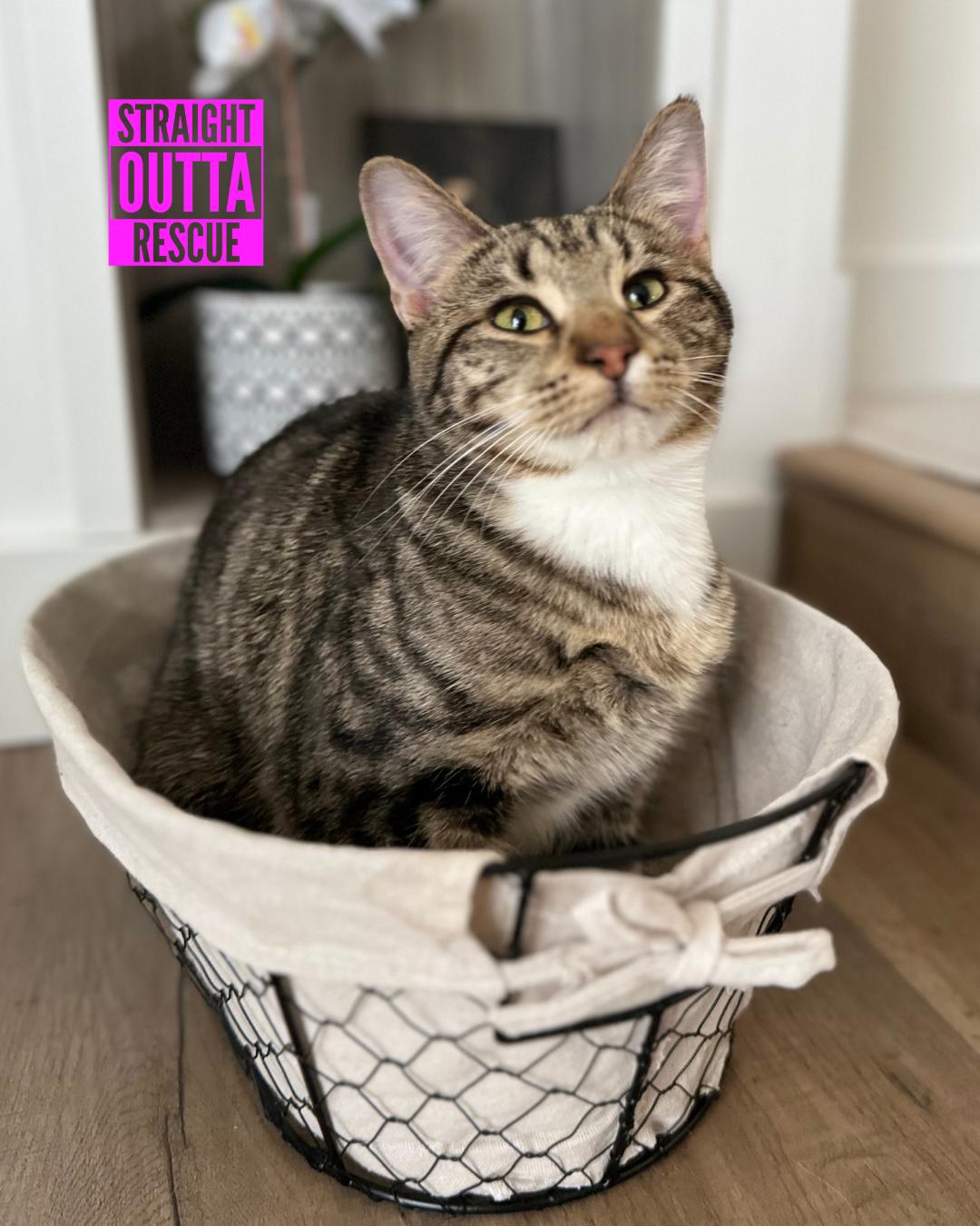 Jammies - New Bio and Photos*, Adoptable, Young Male Tabby.