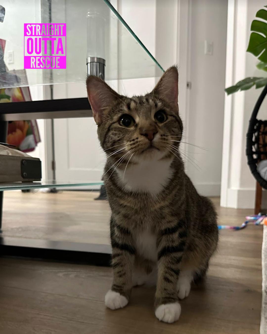 Jammies - New Bio and Photos*, a Adoptable Tabby in Vancouver, BC image 2/6