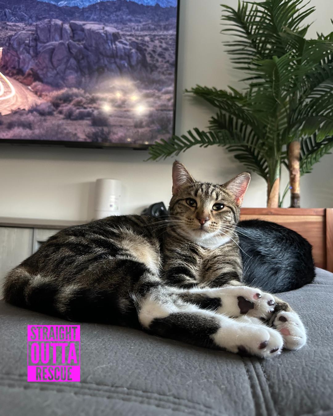 Jammies - New Bio and Photos*, an adoptable Tabby in Vancouver, BC, V6K 1P8 | Photo Image 3