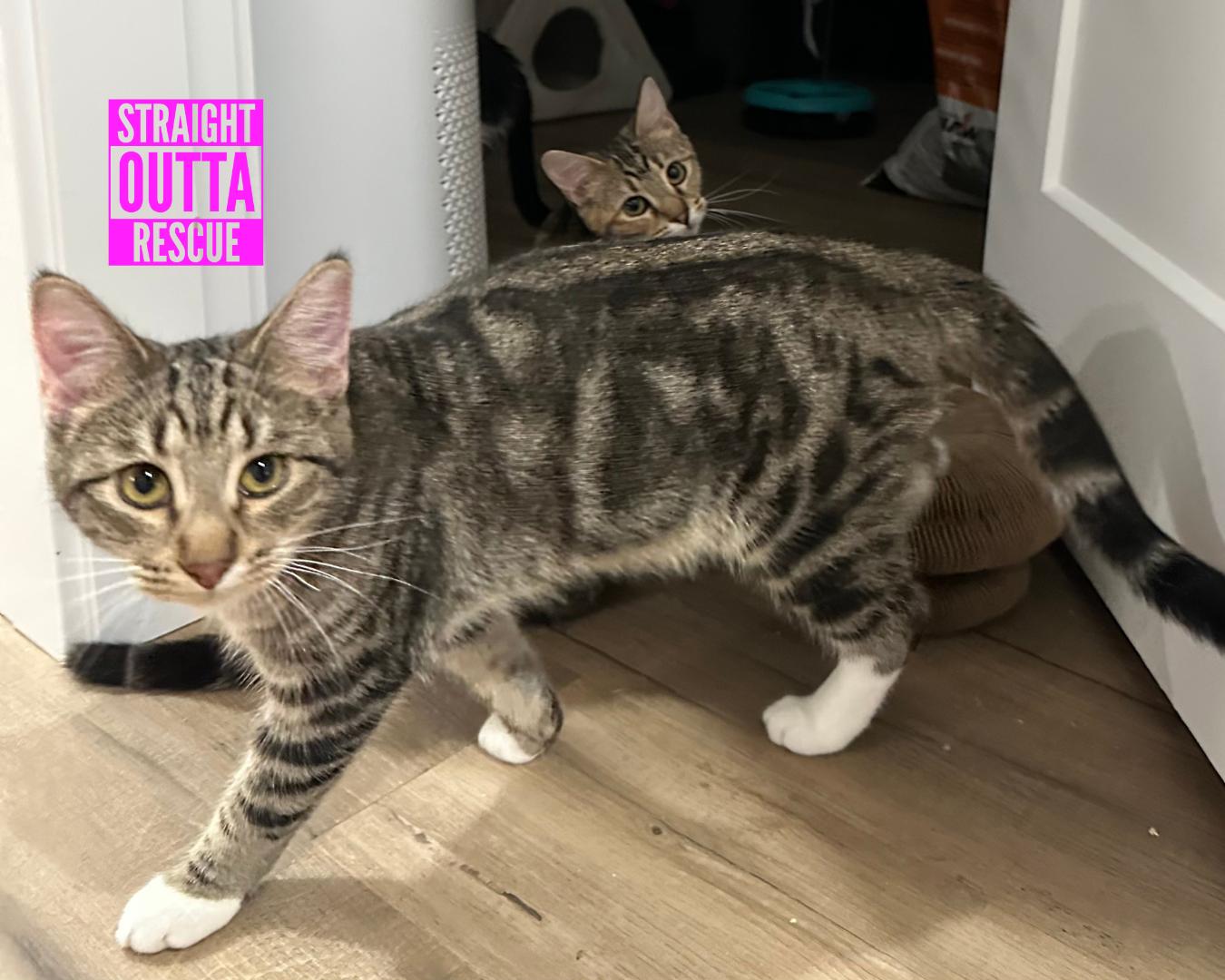 Jammies - New Bio and Photos*, a Adoptable Tabby in Vancouver, BC image 6/6