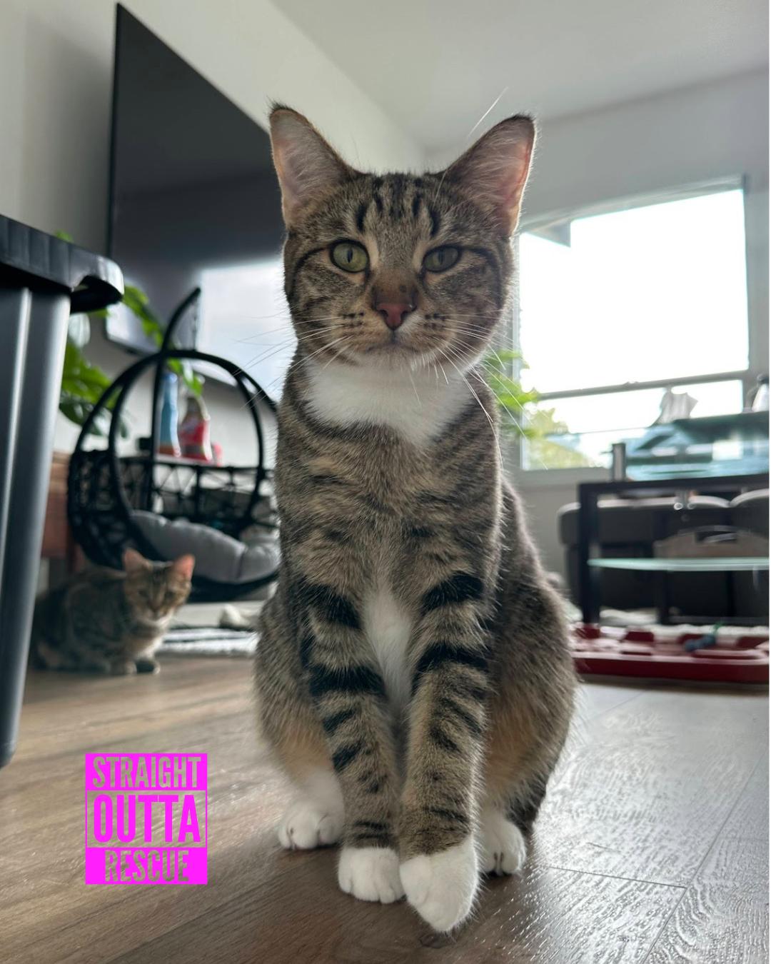 Jammies - New Bio and Photos*, an adoptable Tabby in Vancouver, BC, V6K 1P8 | Photo Image 3