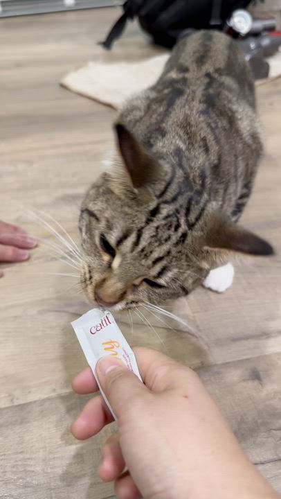 Enlarge Jammies - New Bio and Photos*, a Adoptable Tabby in Vancouver, BC video 4/6