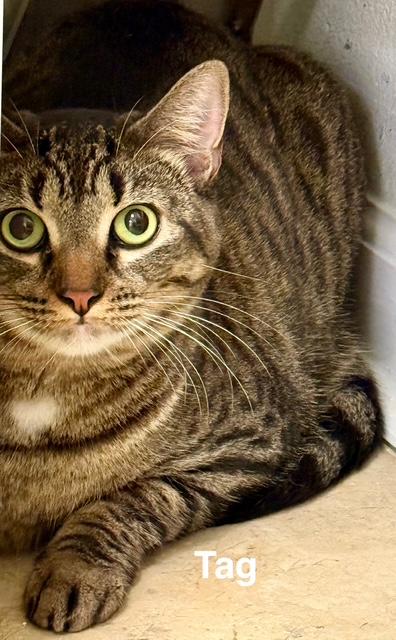 Tag, Adoptable, Adult Female Domestic Short Hair.