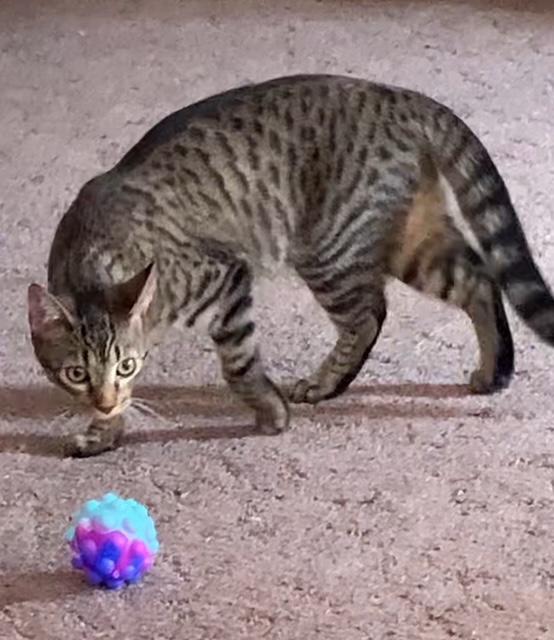 Enlarge Tag, a Adoptable Domestic Short Hair in Camarillo, CA image 2/2