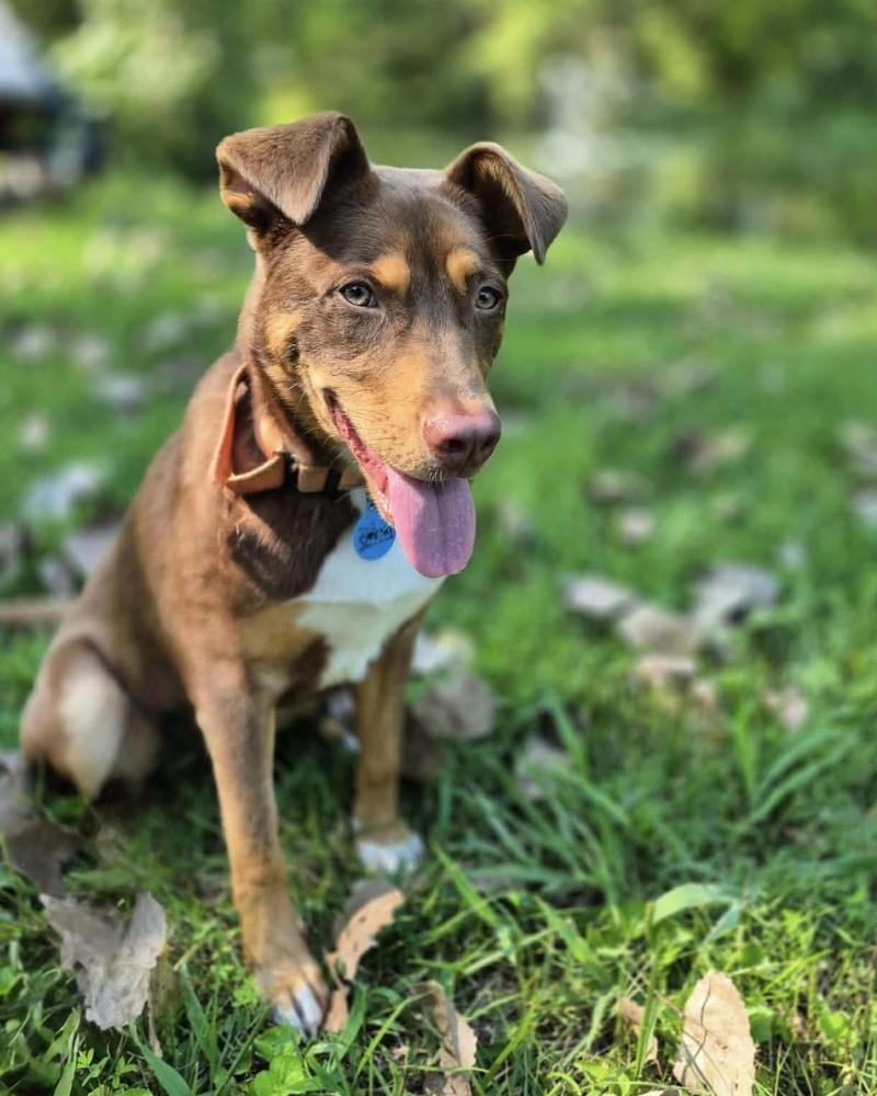 Enlarge Kane, a Adoptable mixed breed in Troy, IL image 1/6