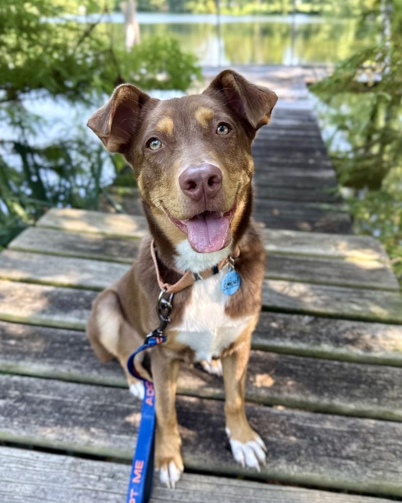 Enlarge Kane, a Adoptable mixed breed in Troy, IL image 2/6