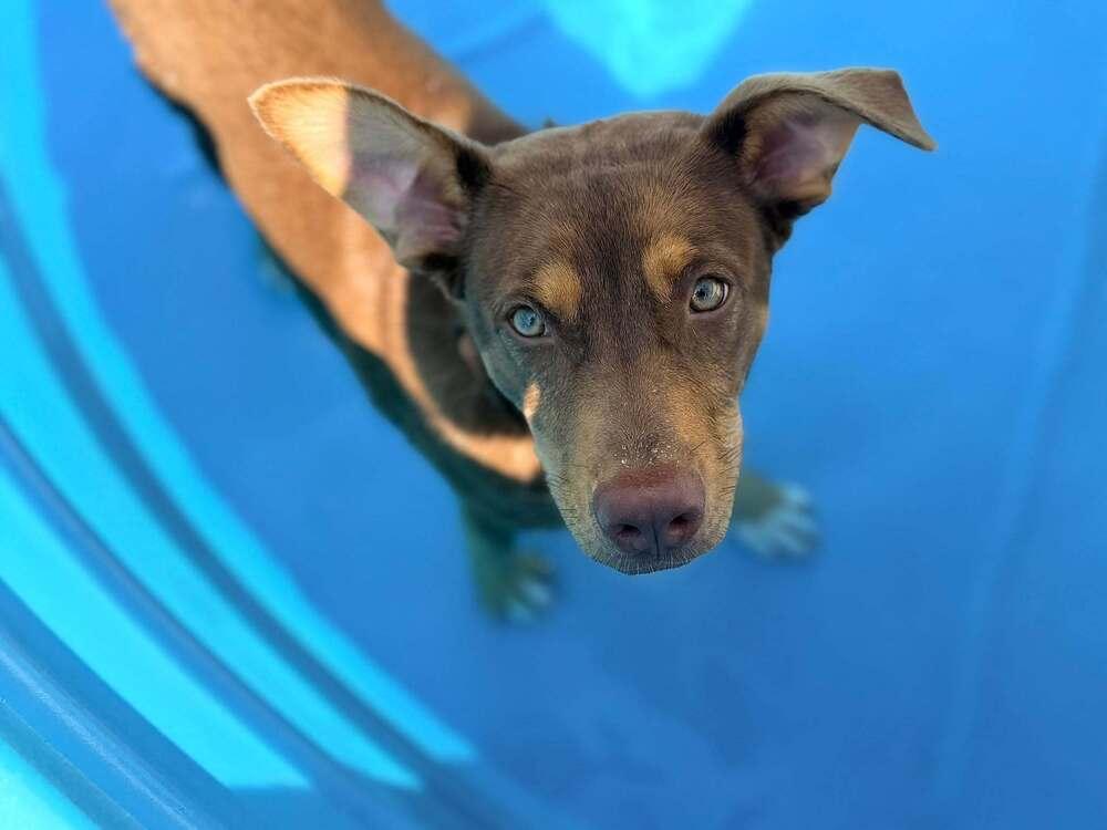 Enlarge Kane, a Adoptable mixed breed in Troy, IL image 4/6