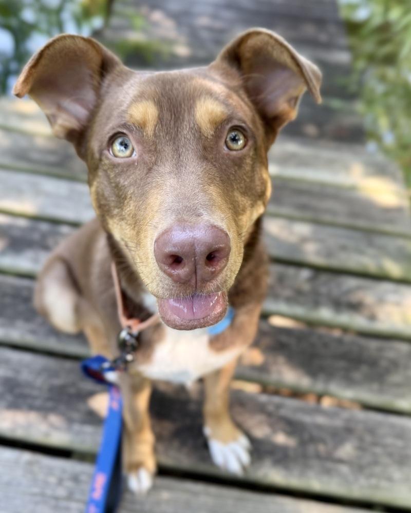 Enlarge Kane, a Adoptable mixed breed in Troy, IL image 5/6