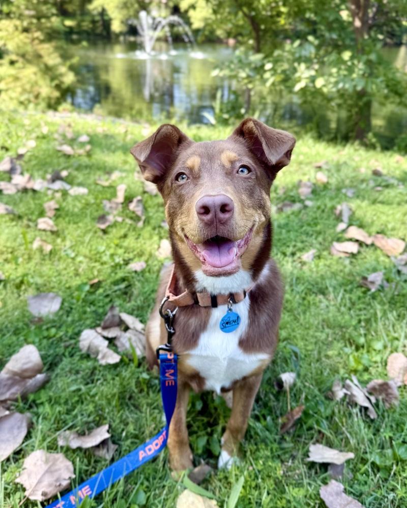 Enlarge Kane, a Adoptable mixed breed in Troy, IL image 6/6
