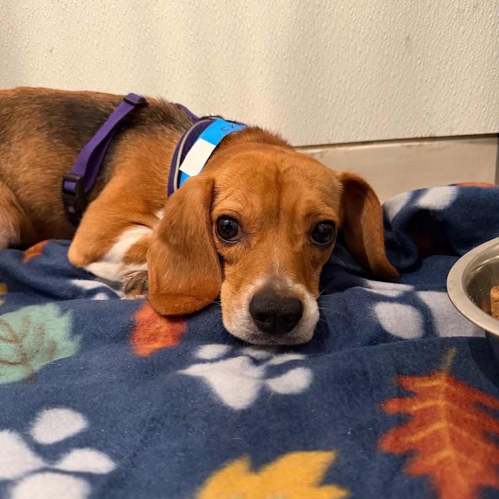 Feather, an adopted Beagle in Chicago, IL image 5/6