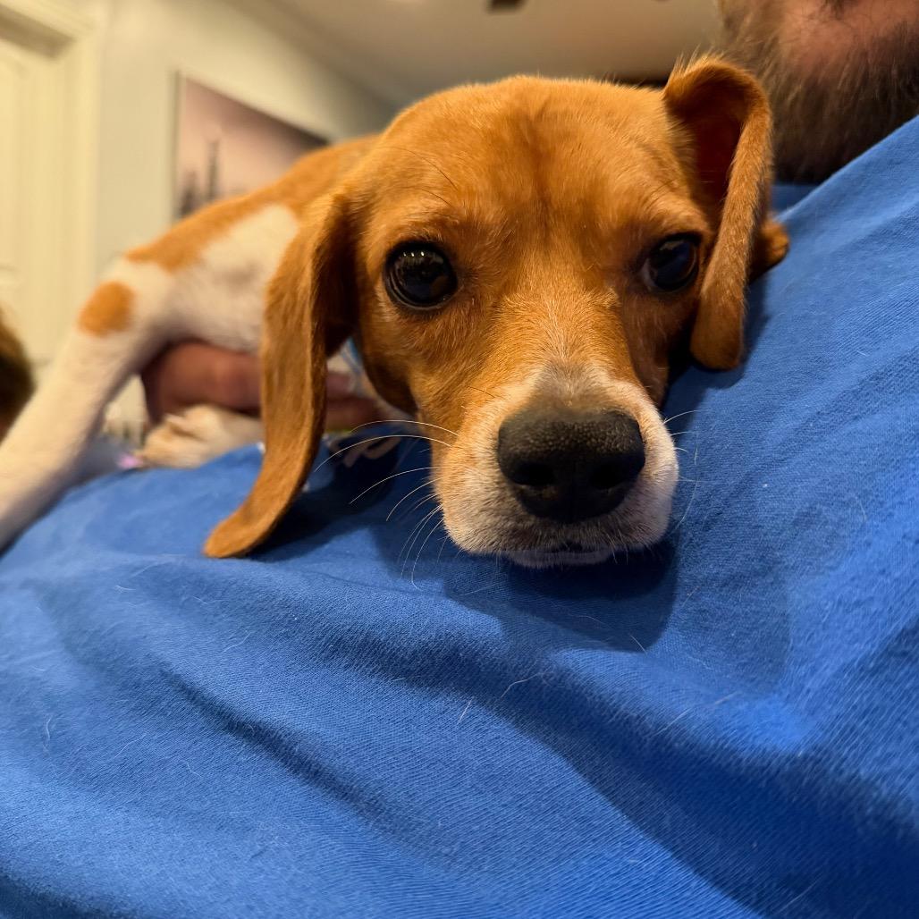 Feather, an adopted Beagle in Chicago, IL image 2/6