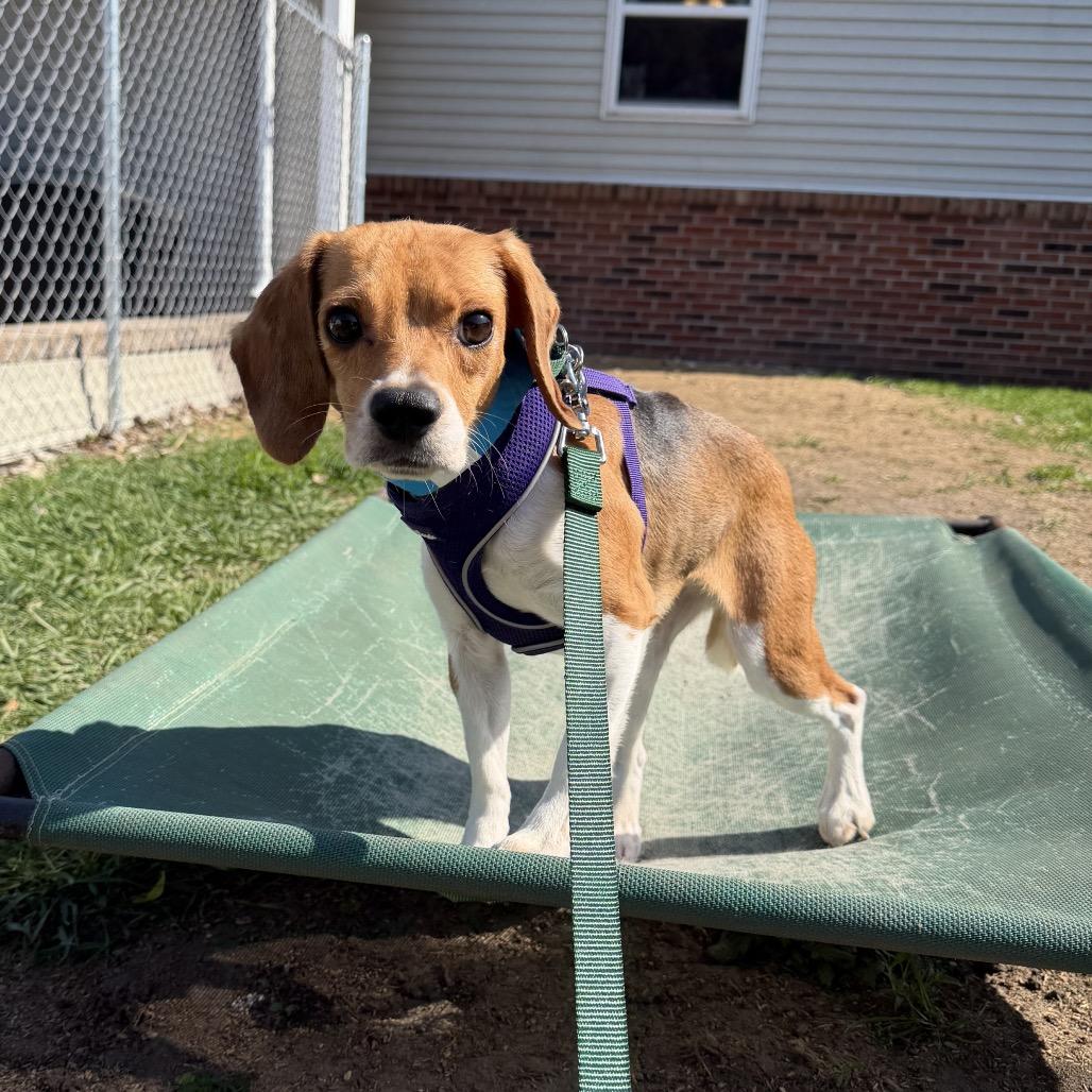 Feather, adopted, Adult Female Beagle.