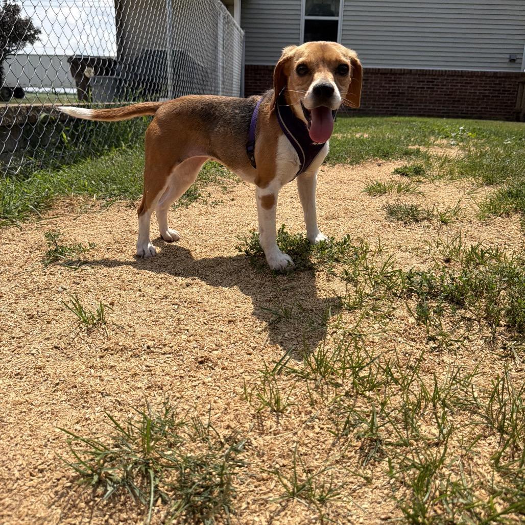 Feather, an adopted Beagle in Chicago, IL image 3/6