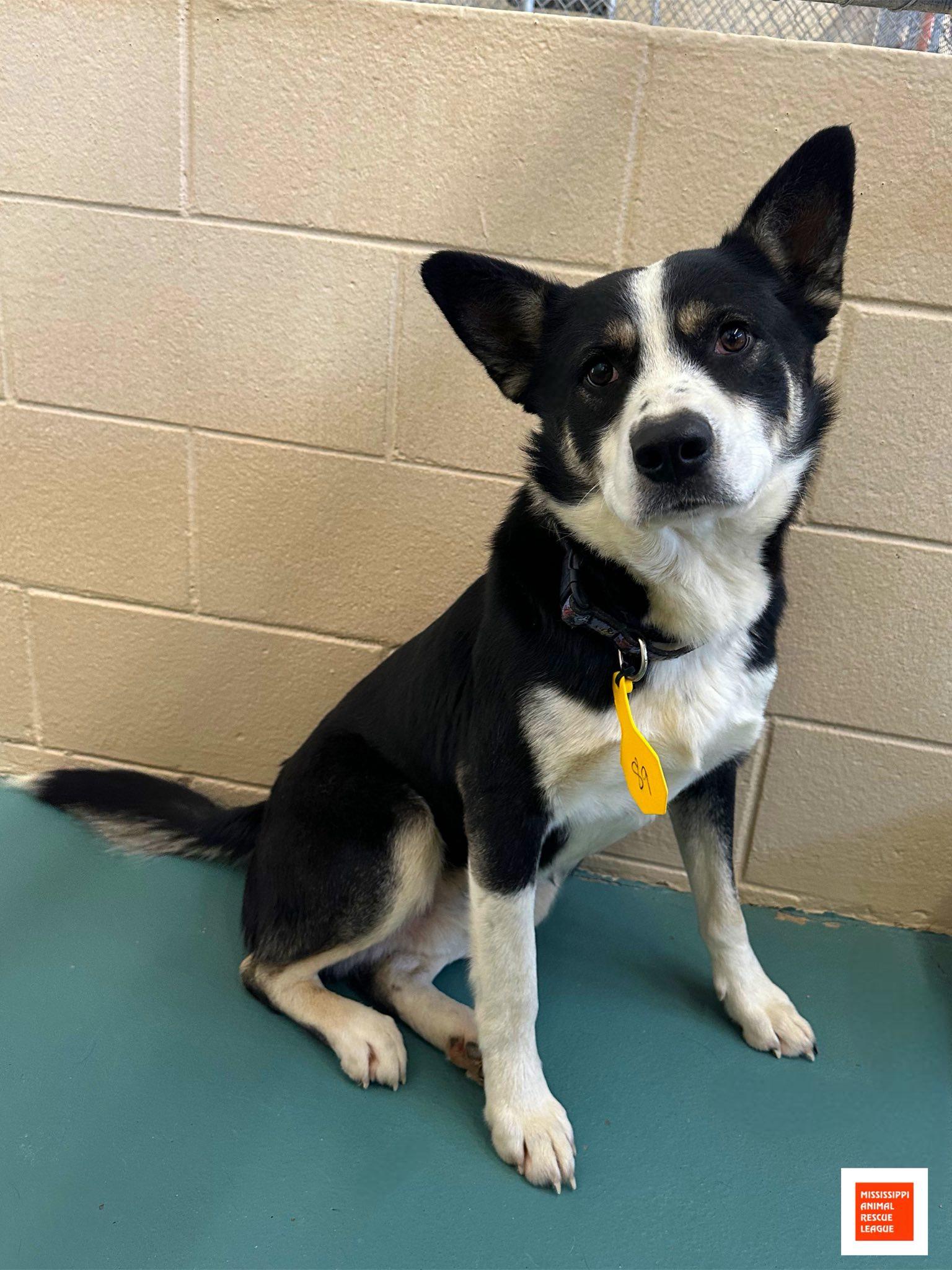 Kodac, ADOPTABLE, Young Male Cattle Dog.