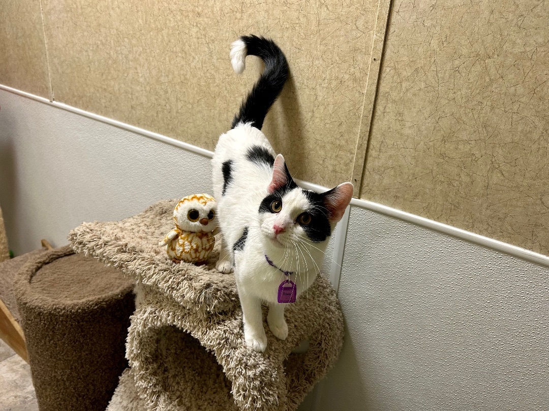 Bowzer, Adoptable, Adult Male Domestic Short Hair.