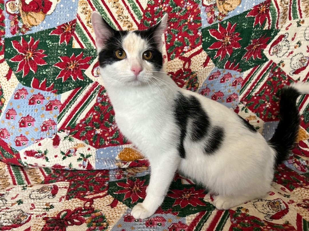 Enlarge Bowzer, a Adoptable mixed breed in La Salle, IL image 2/5