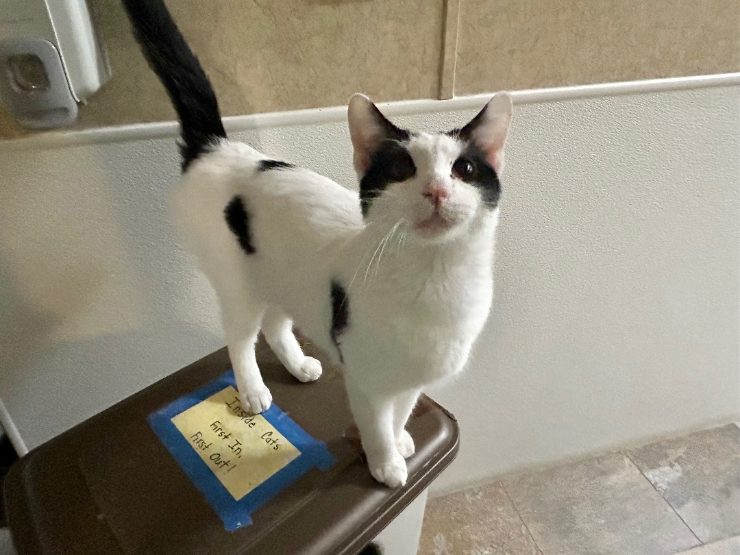 Enlarge Bowzer, a Adoptable mixed breed in La Salle, IL image 3/5