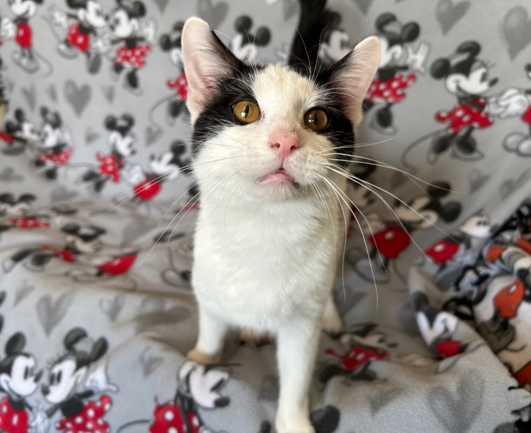 Enlarge Bowzer, a Adoptable mixed breed in La Salle, IL image 4/5