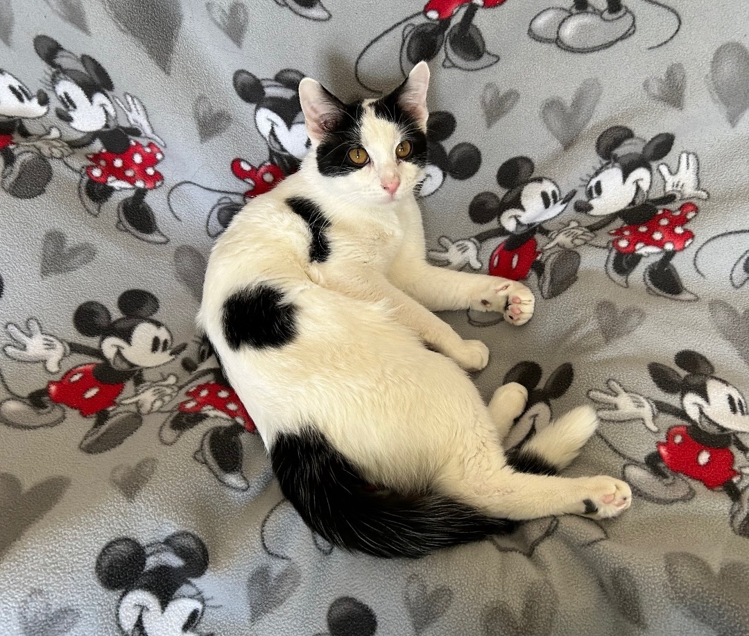 Bowzer, Adoptable, Adult Male Domestic Short Hair.