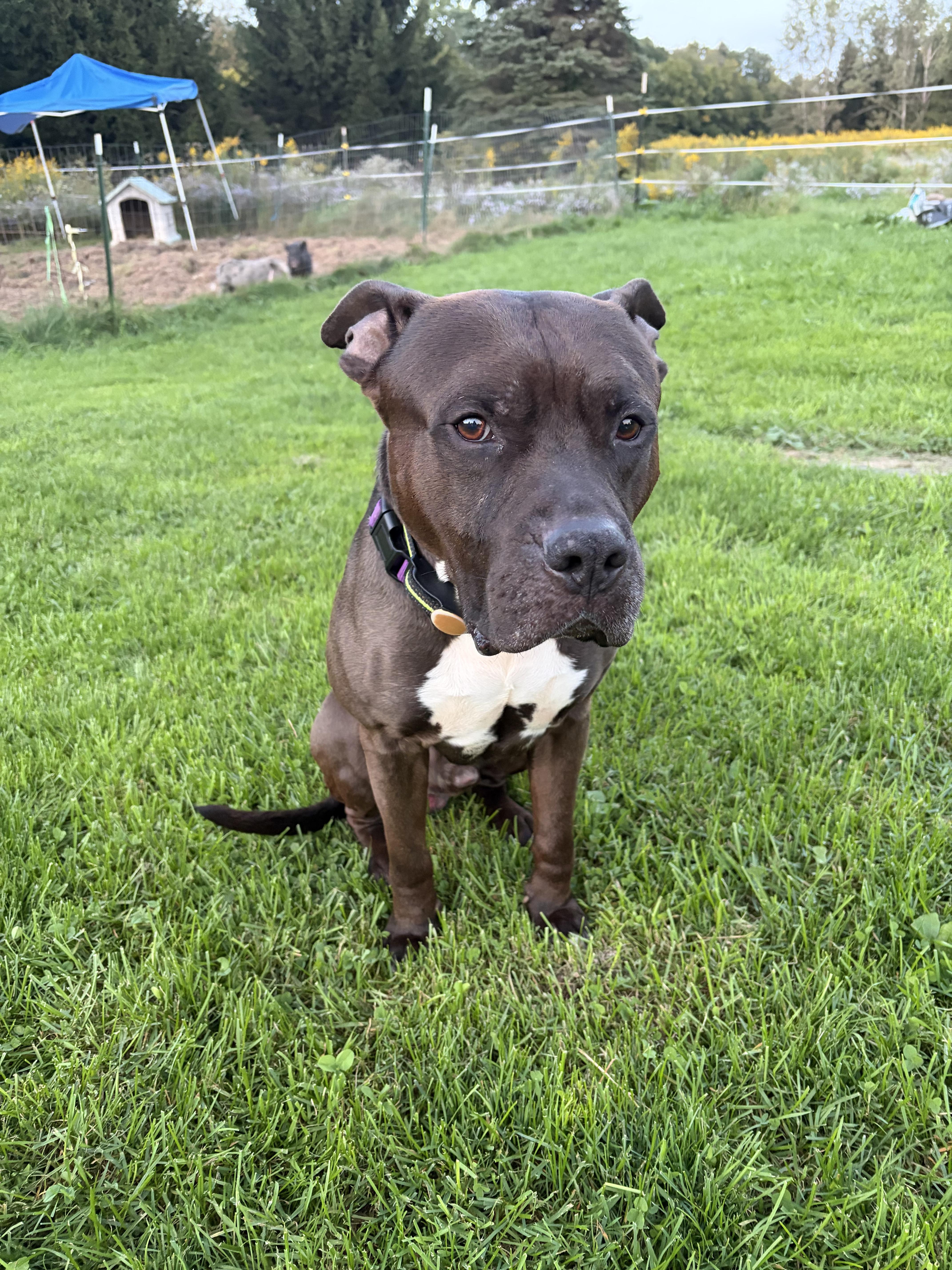 Enlarge Rylo, a Adopted mixed breed in Hop Bottom, PA image 1/5