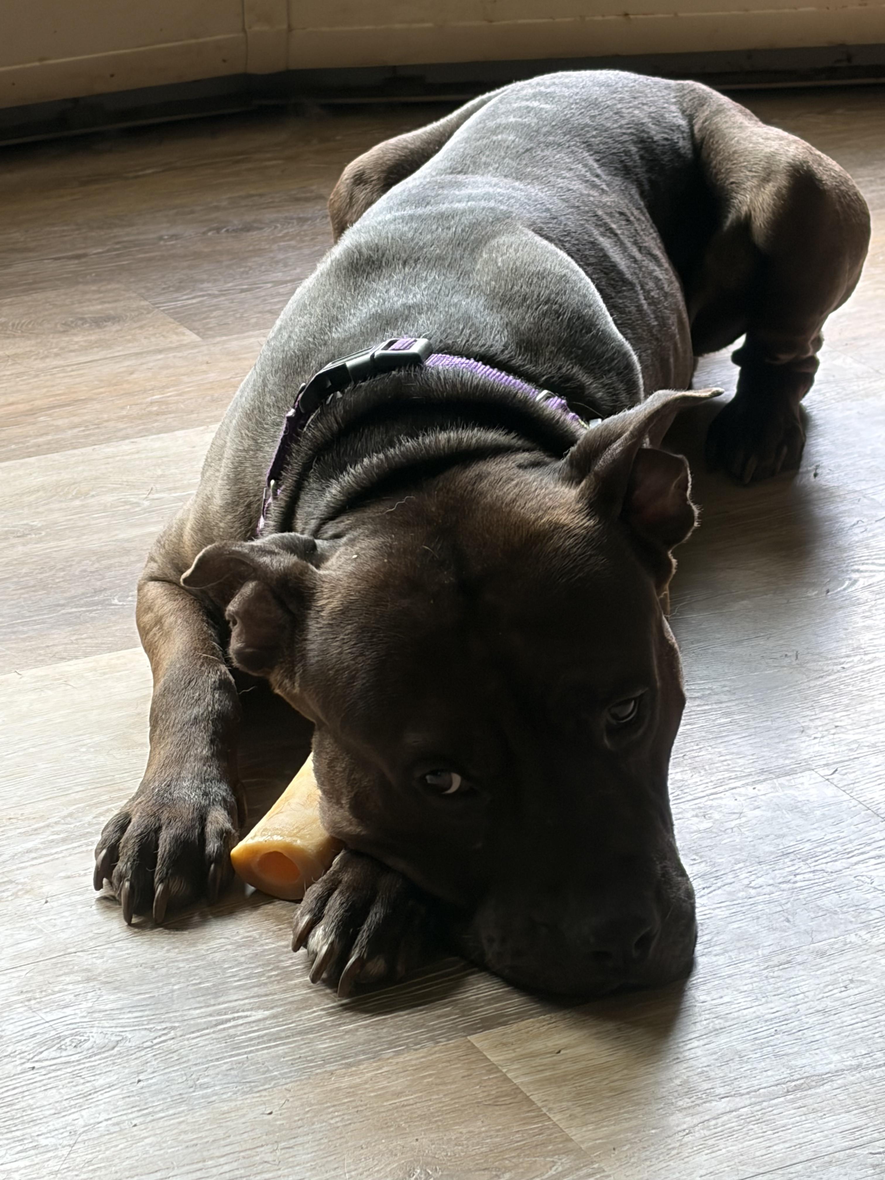 Enlarge Rylo, a Adopted mixed breed in Hop Bottom, PA image 3/5
