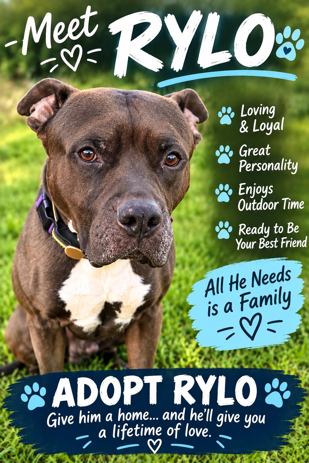 Enlarge Rylo, a Adopted mixed breed in Hop Bottom, PA image 5/5