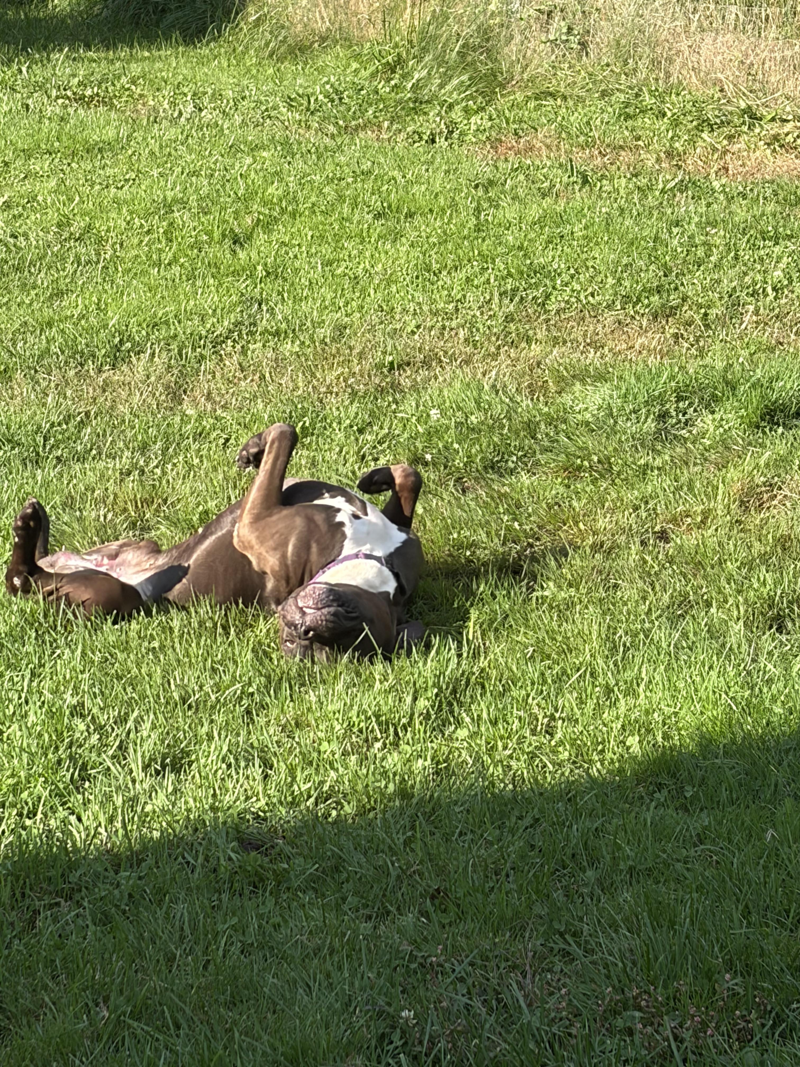 Enlarge Rylo, a Adopted mixed breed in Hop Bottom, PA image 4/5