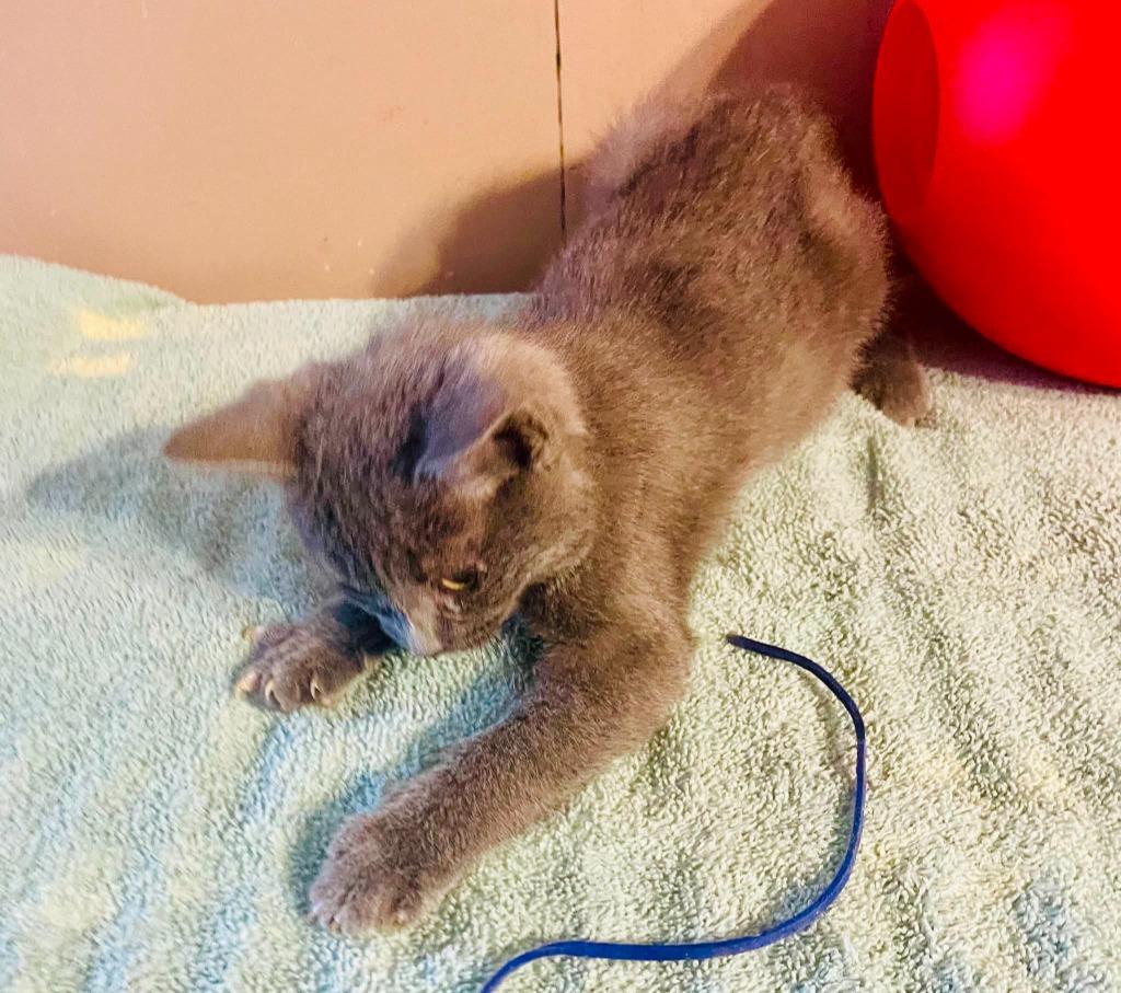 Dusk, Adoptable, Kitten Female Domestic Short Hair.