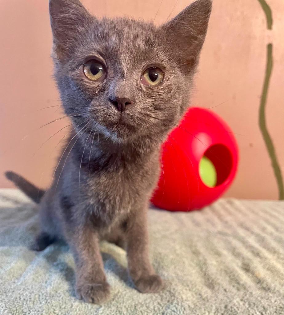 Enlarge Dusk, a Adoptable mixed breed in Nashville, GA image 2/2
