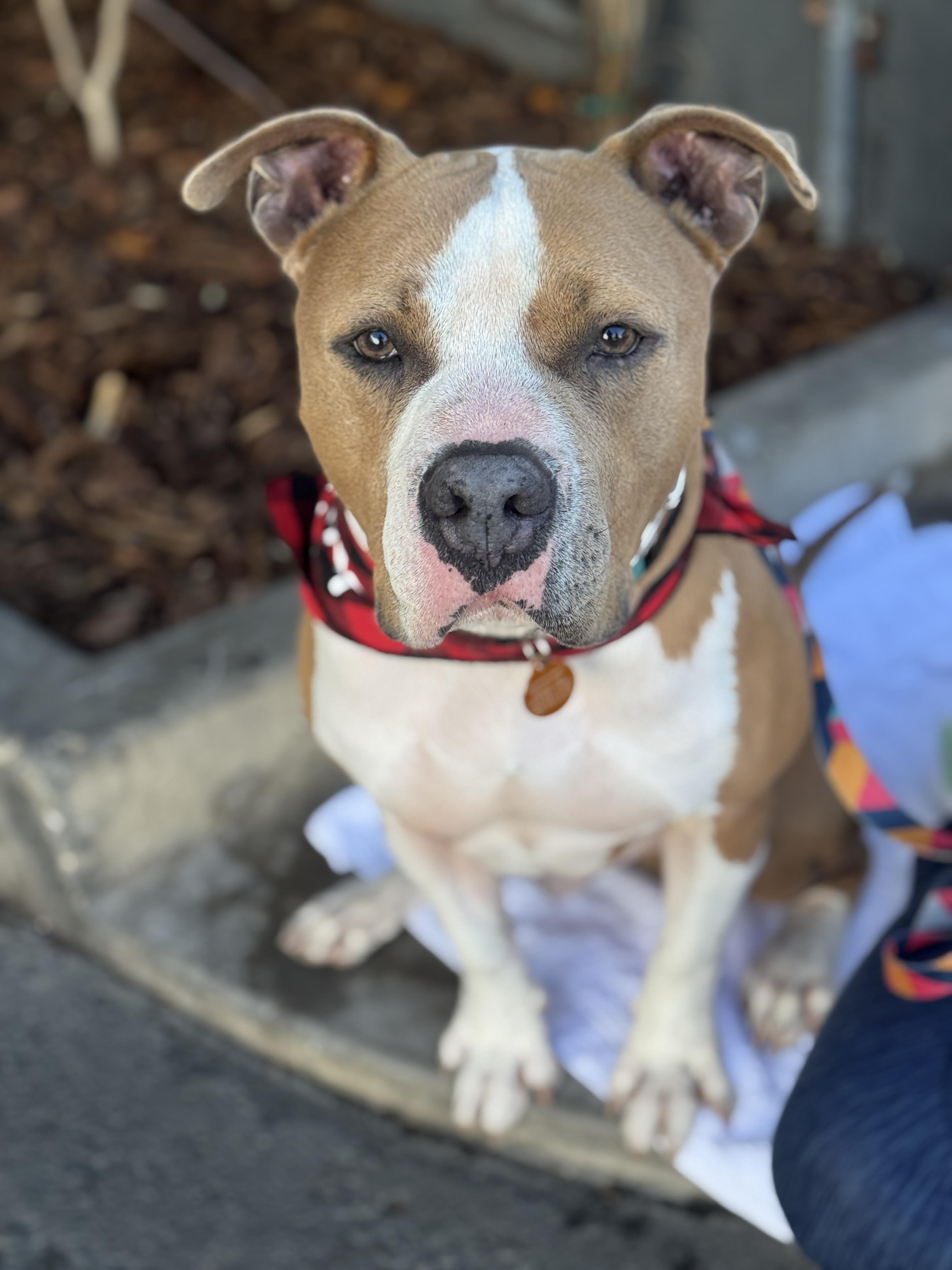 Bruce, ADOPTABLE, Young Male American Bully.