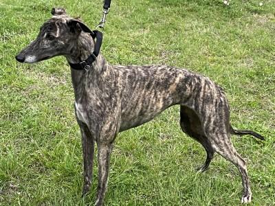 Molly (aka Tiny Is Awesome), ADOPTABLE, Adult Female Greyhound.