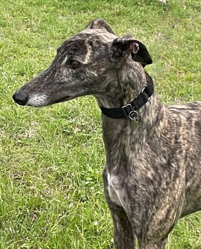 Molly (aka Tiny Is Awesome), a ADOPTABLE Greyhound in Dallas, TX image 2/2