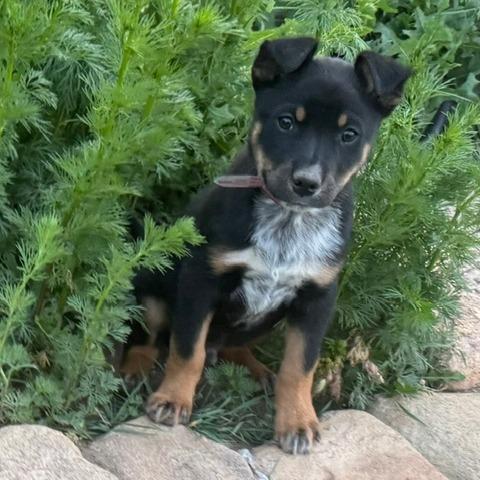 559 (2026) Buzby, Adoptable, Puppy Male Australian Cattle Dog / Blue Heeler & Mixed Breed.