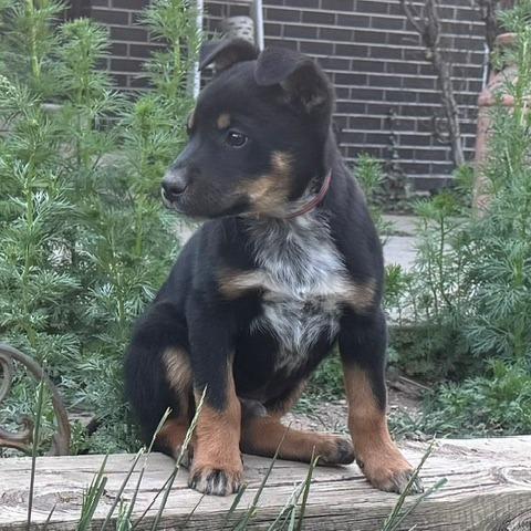 Enlarge 559 (2026) Buzby, a Adoptable mixed breed in Parker, CO image 2/6