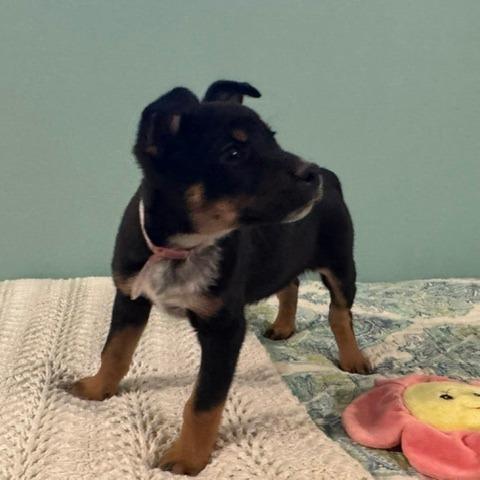 Enlarge 559 (2026) Buzby, a Adoptable mixed breed in Parker, CO image 3/6