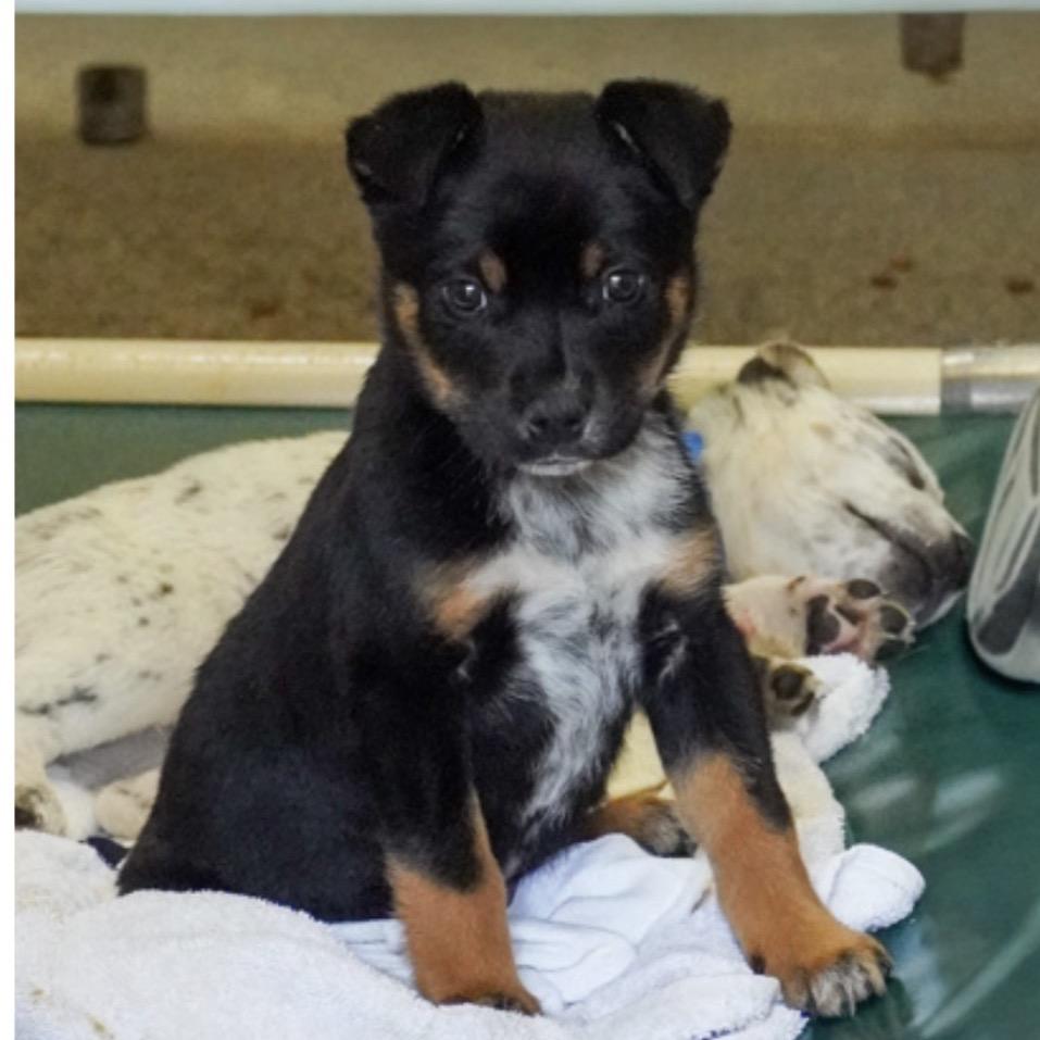 Enlarge 559 (2026) Buzby, a Adoptable mixed breed in Parker, CO image 4/6