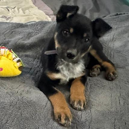 Enlarge 559 (2026) Buzby, a Adoptable mixed breed in Parker, CO image 5/6