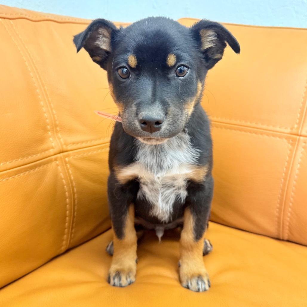 Enlarge 559 (2026) Buzby, a Adoptable mixed breed in Parker, CO image 6/6
