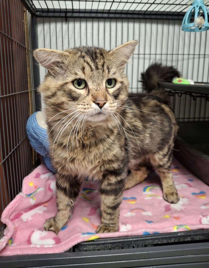 Enlarge ANGUS, an adopted Domestic Long Hair in Ironwood, MI image 1/1