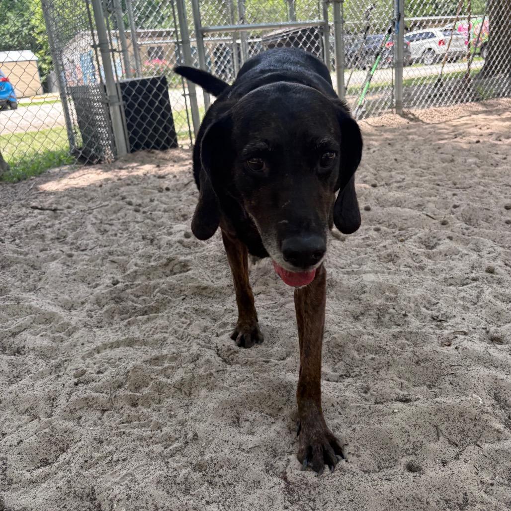 Enlarge Rufus 15976, a Adoptable mixed breed in Middleburg, FL image 1/4